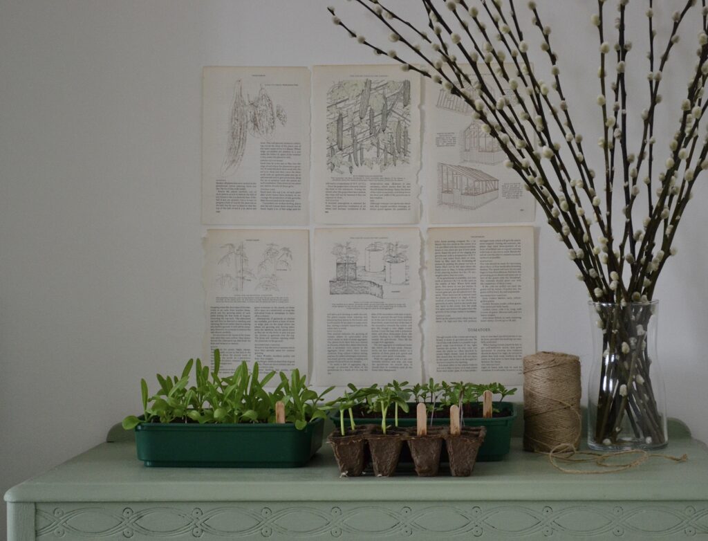 A sage green table top, with new plants growing out of nursery dishes. On the wall behind are 6 pages from a vintage plant growth book. Peeking in the frame to the right is a vase of tall stick-like plants without leaves. The colours are natural and muted, creating a relaxed feel.