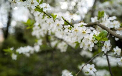 Spring resurgence : why the spring season inspires change and new beginnings