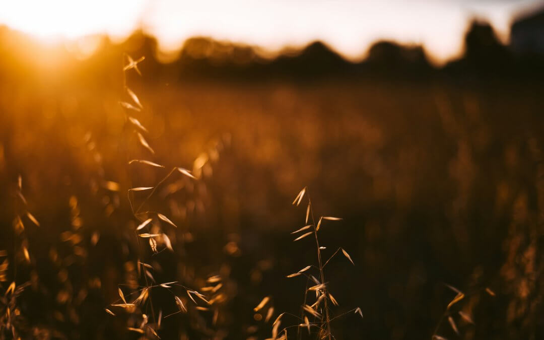 4 Ways To Make The Most Of Late Summer