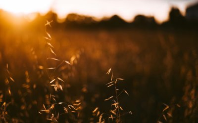 4 Ways To Make The Most Of Late Summer